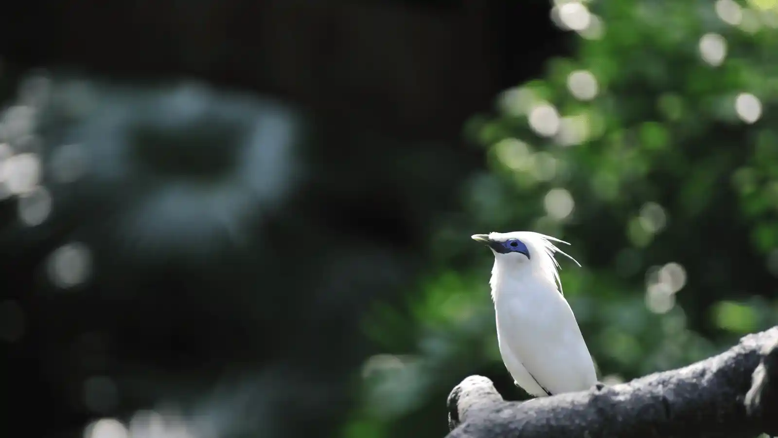 Wildlife in West Bali National Park