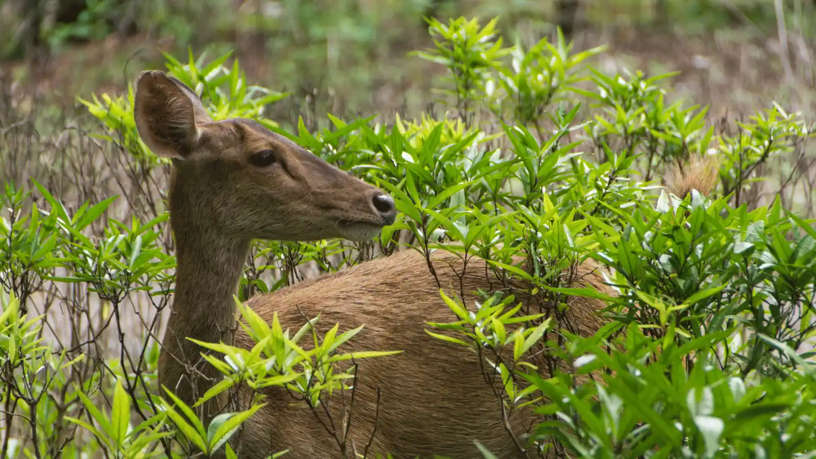 Nature in West Bali National Park